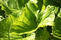 Ligularia sibirica Ligularia sibirica